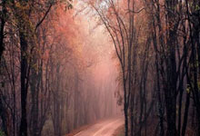 开云体育-浙江队争冠战胜出森林狼，布伦森成为关键先生