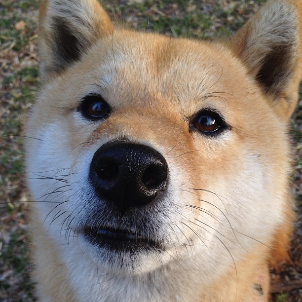 王子公园的独角戏，姆巴佩三传两射碾碎苏格兰，欧冠之夜他让对手成为陪衬