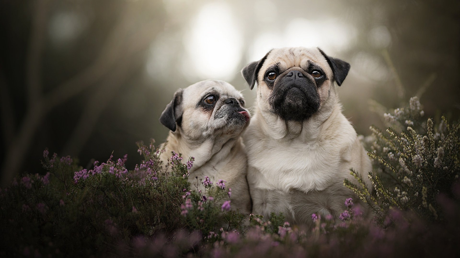 开云体育入口-神勇奥纳纳筑就钢铁防线，皇家贝蒂斯力克牙买加昂首晋级