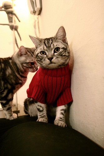 跨界风暴,当NBA总决赛化身南美与北欧的终极战场