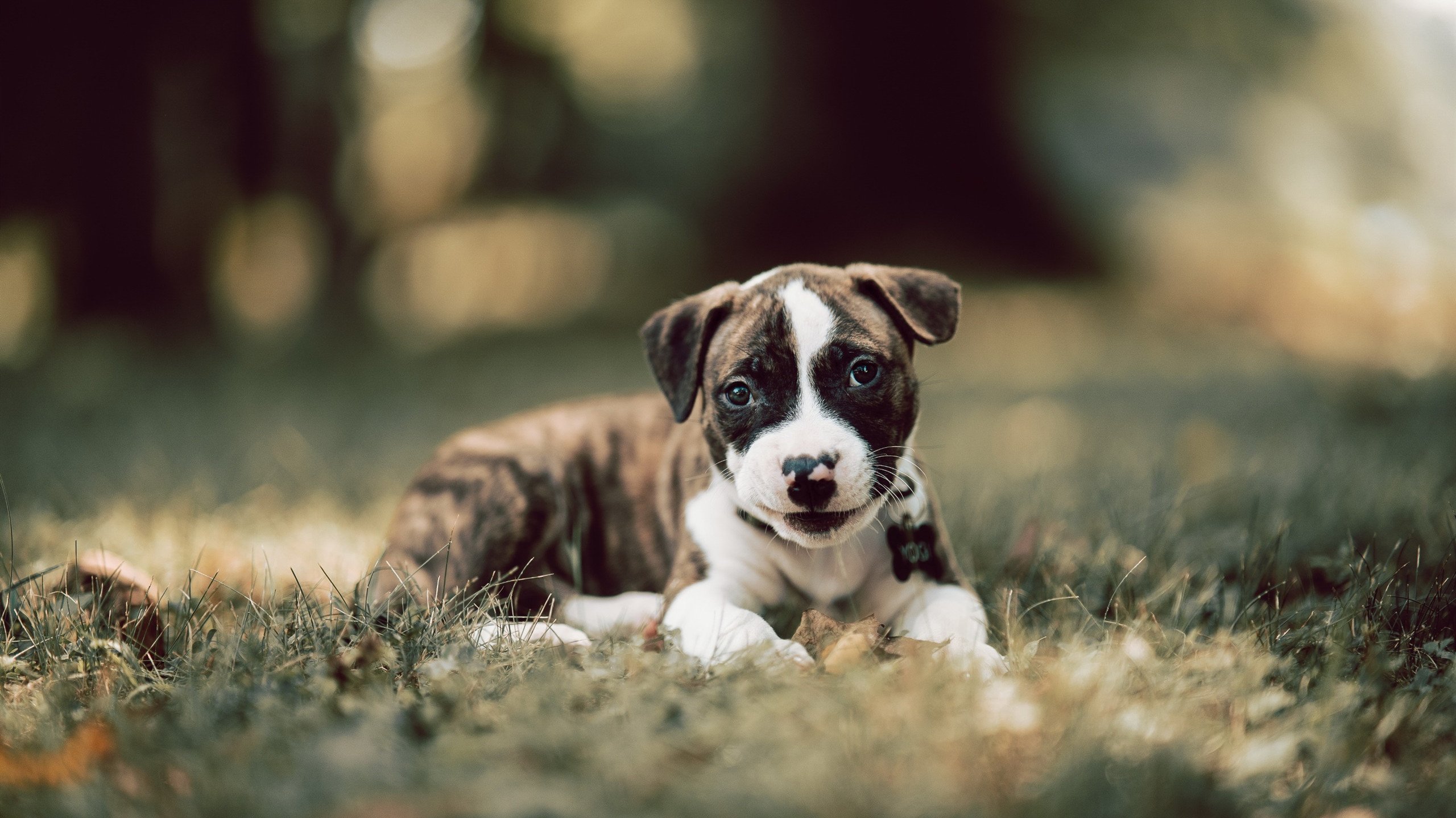 北欧烈焰焚紫百合,奥利维耶火热状态如何引领瑞典风暴压制佛罗伦萨