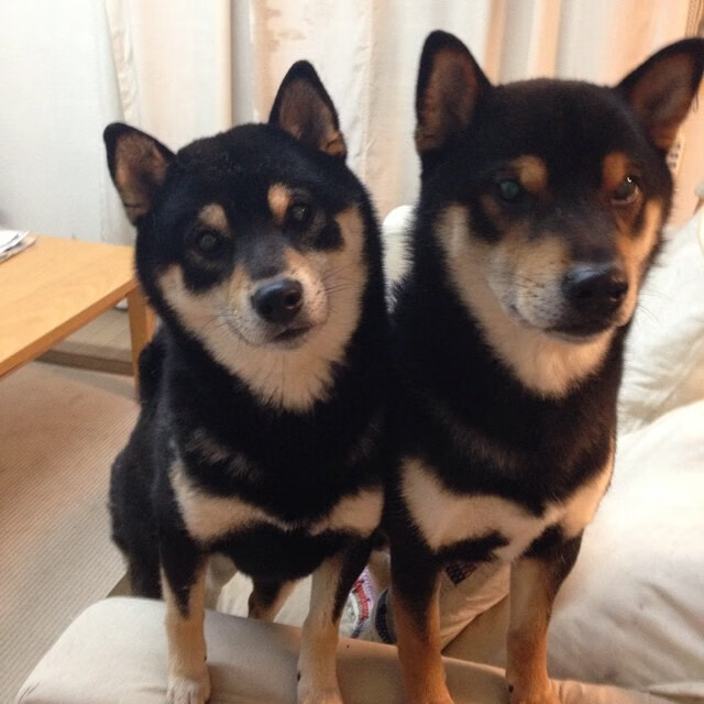 西决生死战之夜，重剑无锋，范弗利特的舞台越大越强