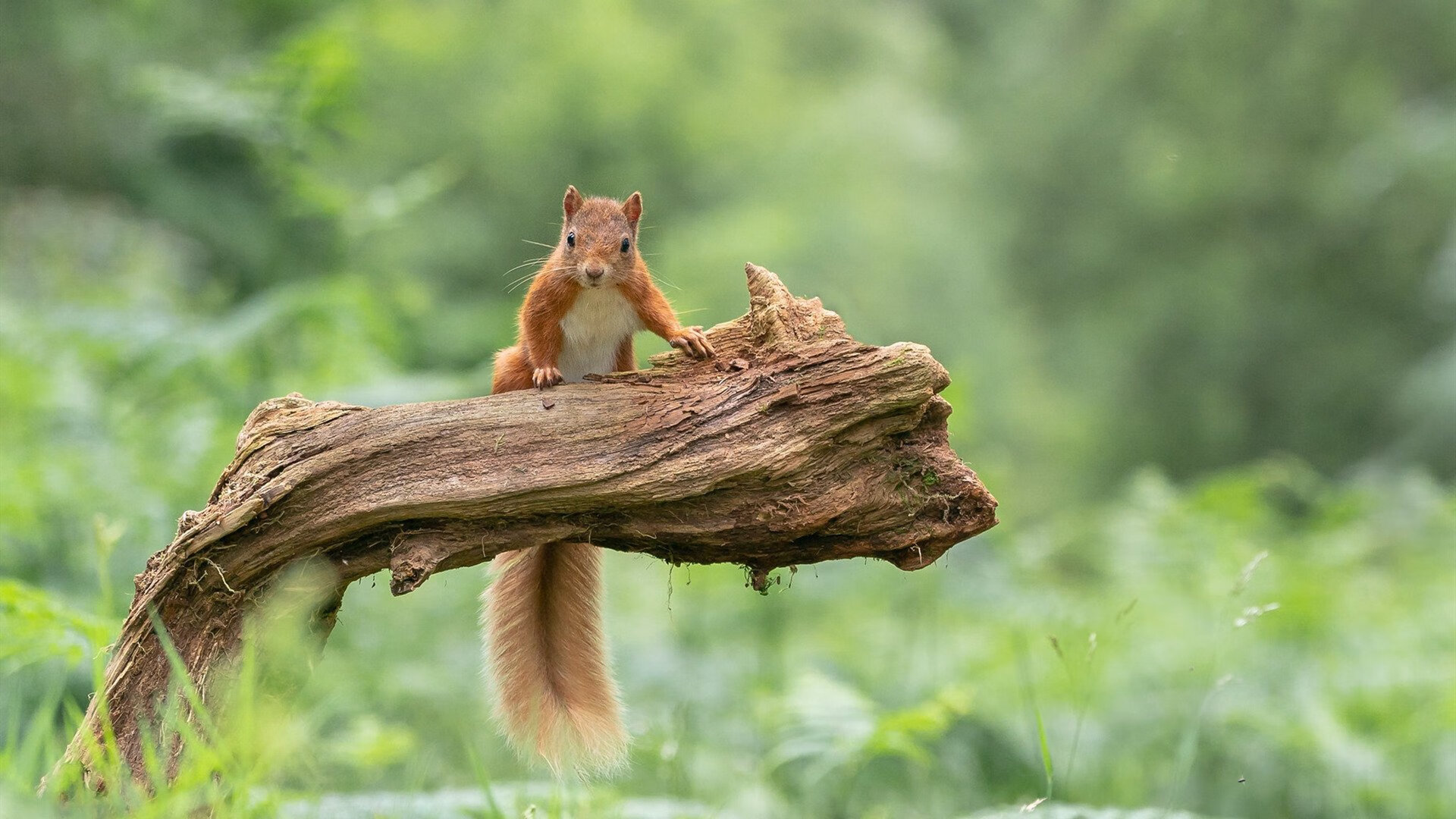 开云体育官网-球场上的唯一性，迪巴拉的魔法与马里之矛