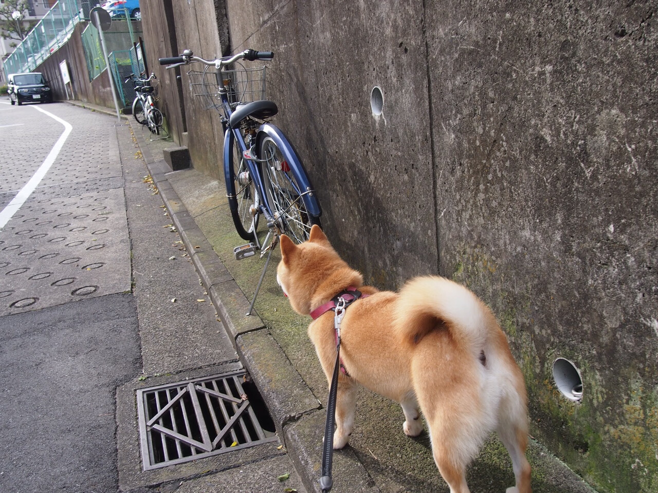 唯一的满分先生！霍勒迪诠释顶级控卫，奇才用上海队看不懂的方式赢球