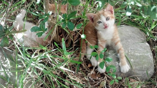 锡安狂暴35分征服赛场，山西队压哨三分绝杀老鹰