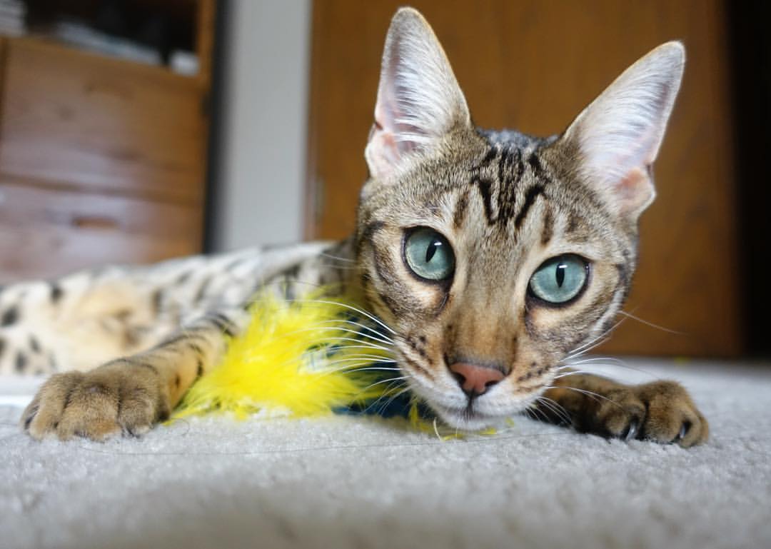 开云体育2026-黑金交响曲，当加纳风暴遭遇黄黑壁垒，赖斯在中场画出统治的圆