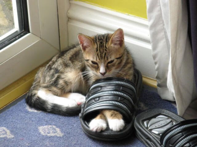 伤疤是勇气的勋章，2026世界杯之夜，费代里科·基耶萨的三代咏叹调