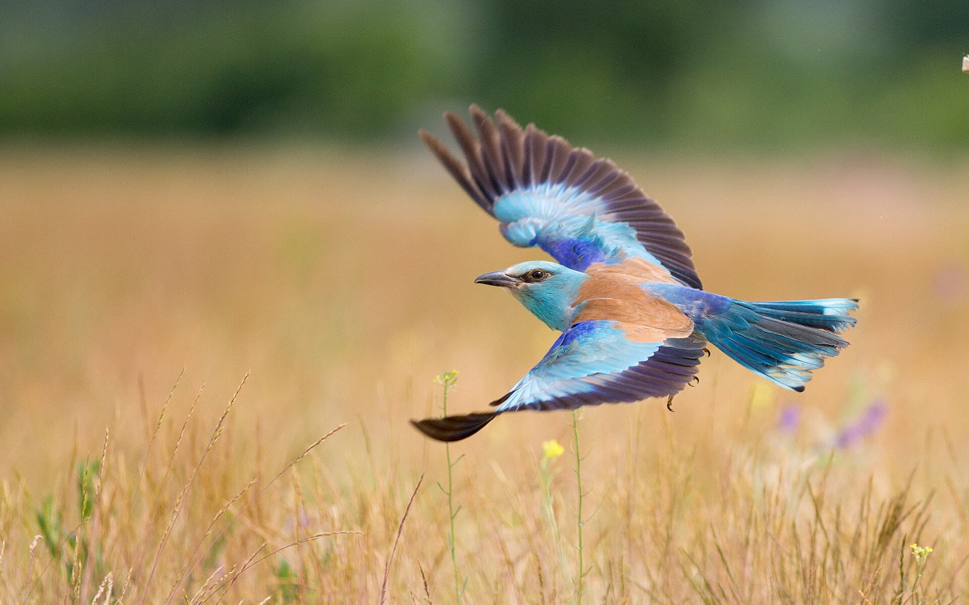 F1年度争冠焦点战之际,希腊足球强势拿下拜仁的跨界震撼