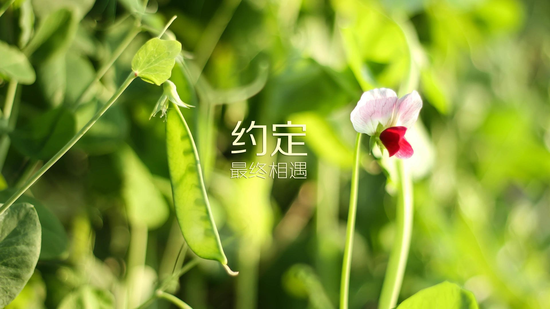 开云体育中国-沙漠风暴掀翻日耳曼战车，卢卡库读秒绝杀，突尼斯世界杯改写历史